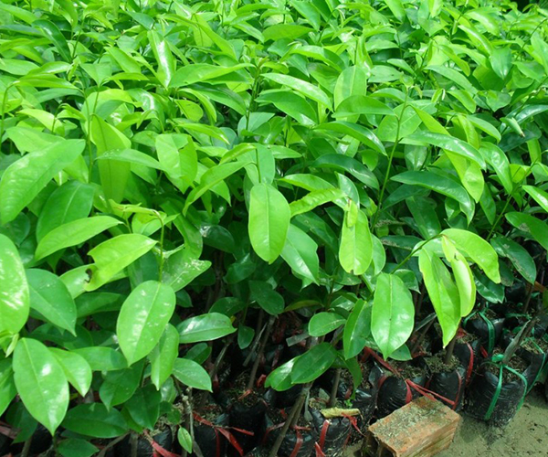 1 kg lá mãng cầu xiêm .