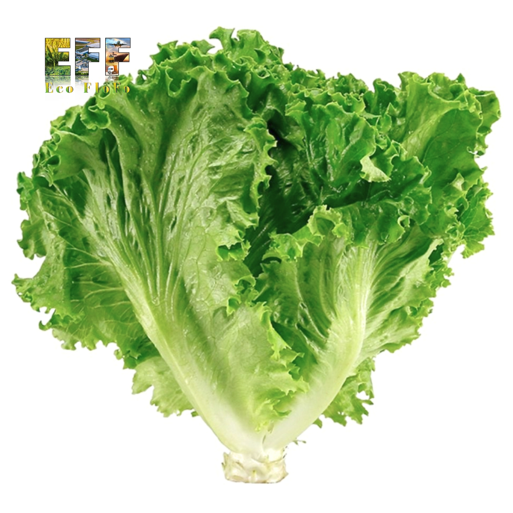1 Thùng 8Kg Xà Lách LoLo Xanh Đà Lạt Eco FloFo Đạt Chuẩn VietGAP (Chỉ Bán Hàng Loại A+ Được Tuyển Chọn Để Xuất Khẩu)