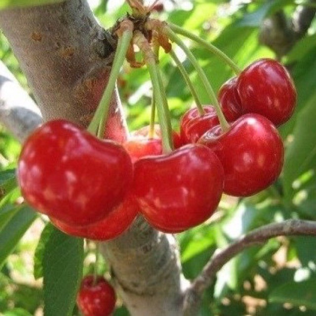 HẠT GIỐNG QUẢ CHERY (ANH ĐÀO) - 10 hạt