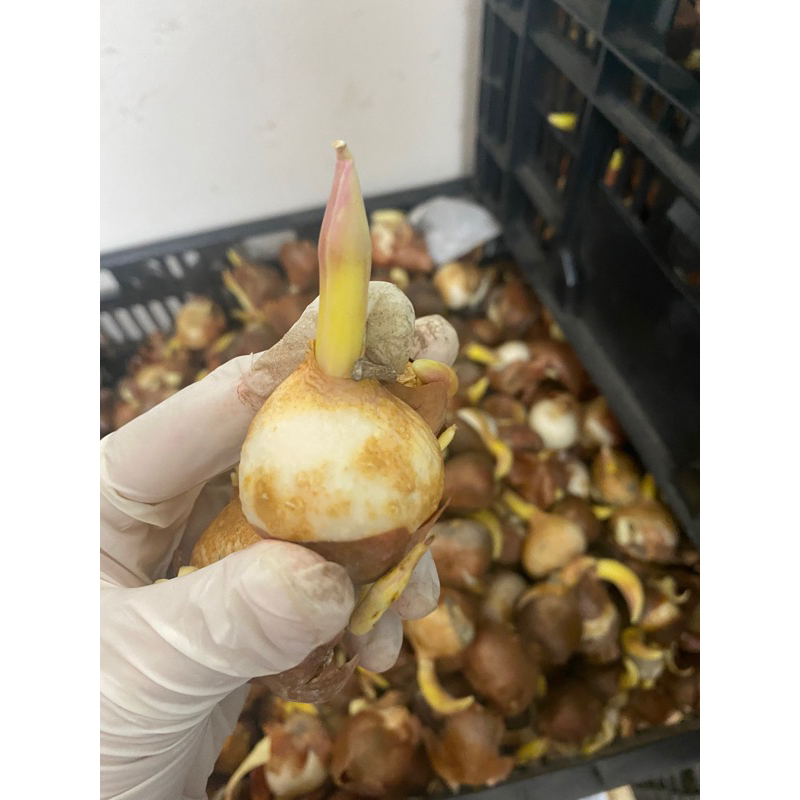 củ tulip có mầm vỏ xấu ( đảm bảo lên 100%) màu ngẫu nhiên