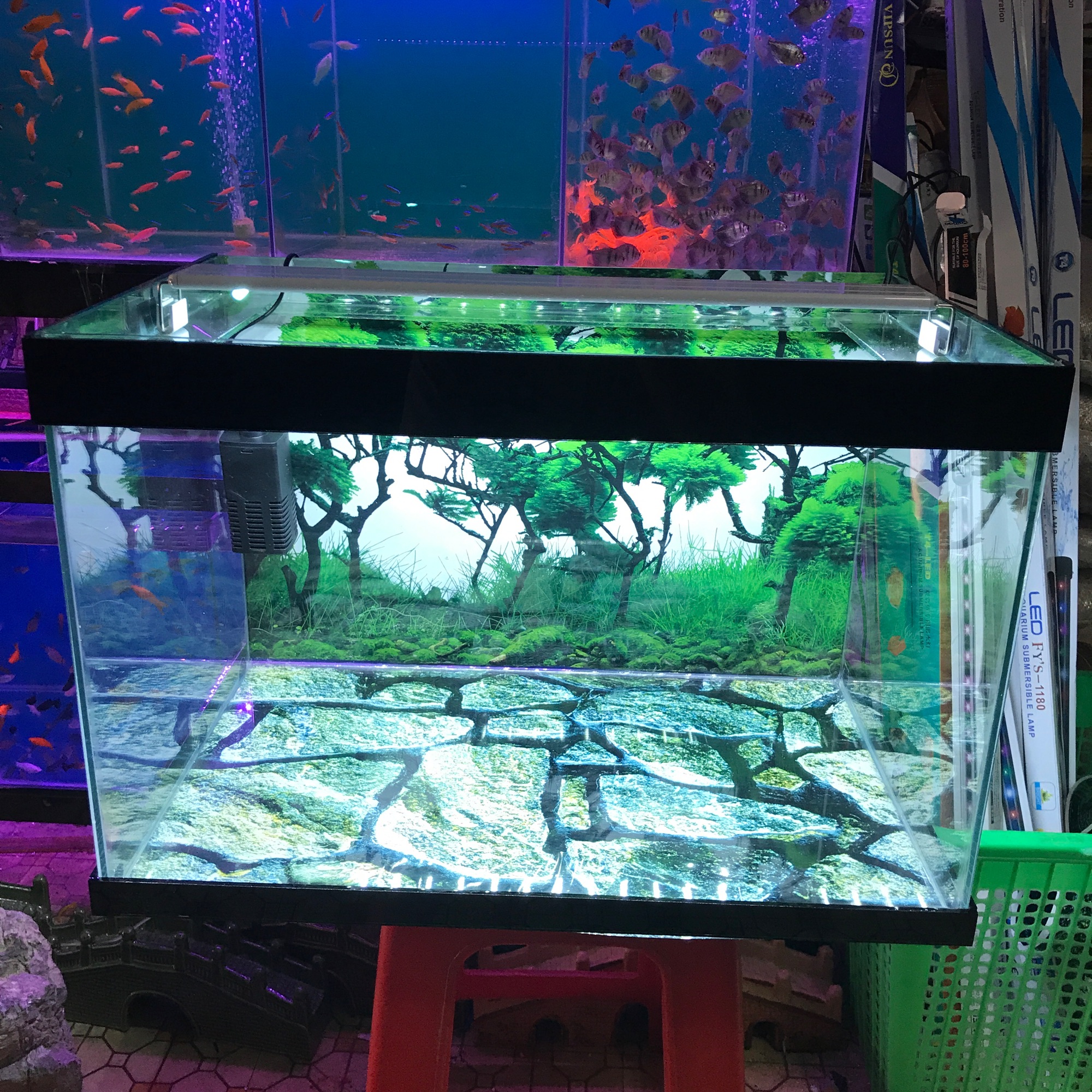 [FreeshipMAX] Combo hồ cá dài 60cm cao 40cm rộng 35cm. Có máy lọc có đèn led sản phẩm như hình