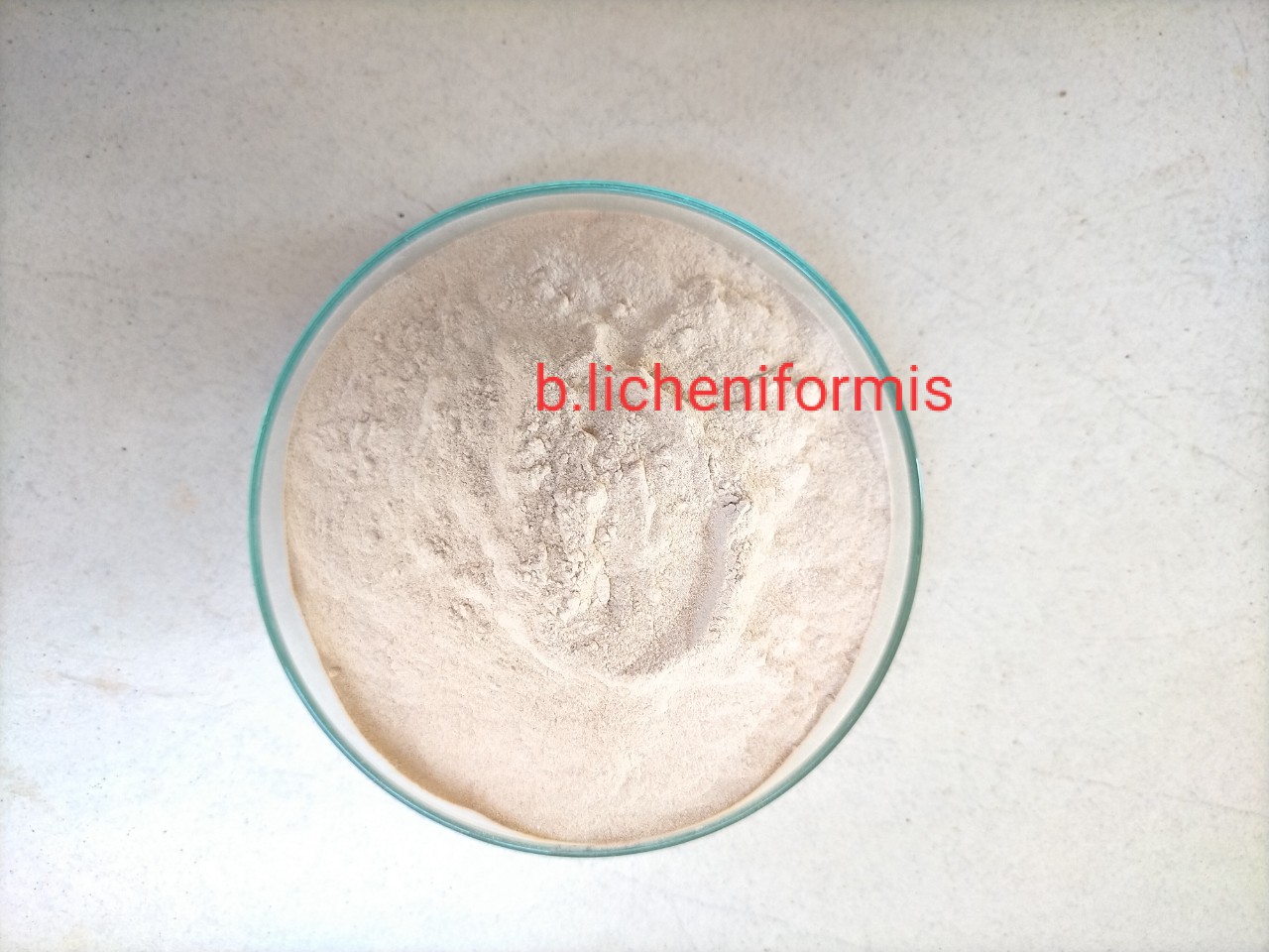 Men with bacole licheniforemis 10 ^ 9 CFU/G