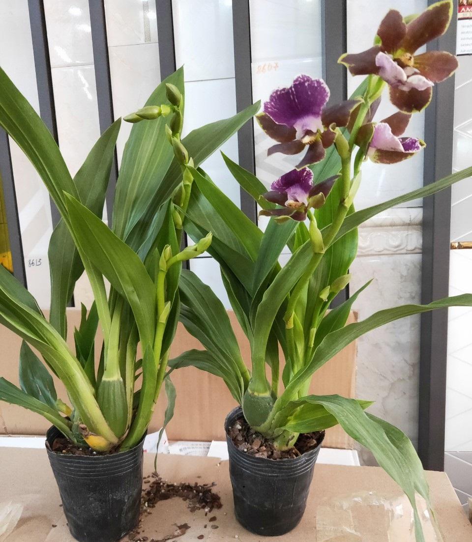 LAN VŨ NỮ CÁ MẬP, chậu trưởng thành, hoa từ tháng 8 tới tết, nở hoa 3 lần liên tiếp