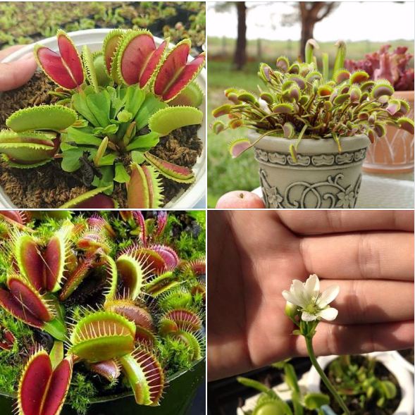 Hạt giống cây bắt mồi bẫy kẹp ( gói 15 hạt Kèm 3 viên nén xơ dừa ươm hạt )