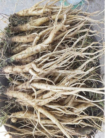 Sâm dây ngọc linh tươi giá từ 100k/ kg đến 450k/kg