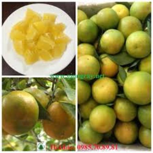 Cây giống Cam Xoàn Miền Nam chuẩn giống hàng F1 cho năng suất cao