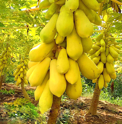 Đu đủ vỏ vàng Vĩnh Thành