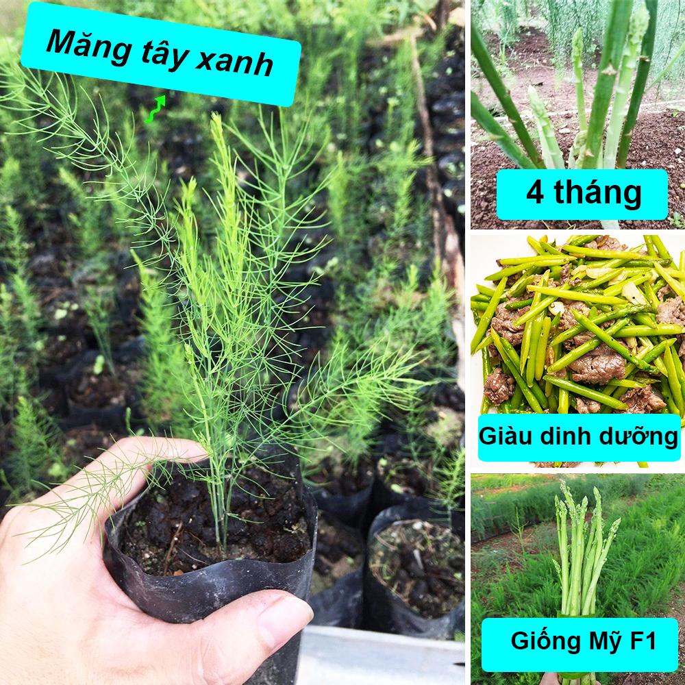 Combo 10 cây giống măng tây xanh F1 Mỹ cao 30-40cm 4 tháng có măng ăn