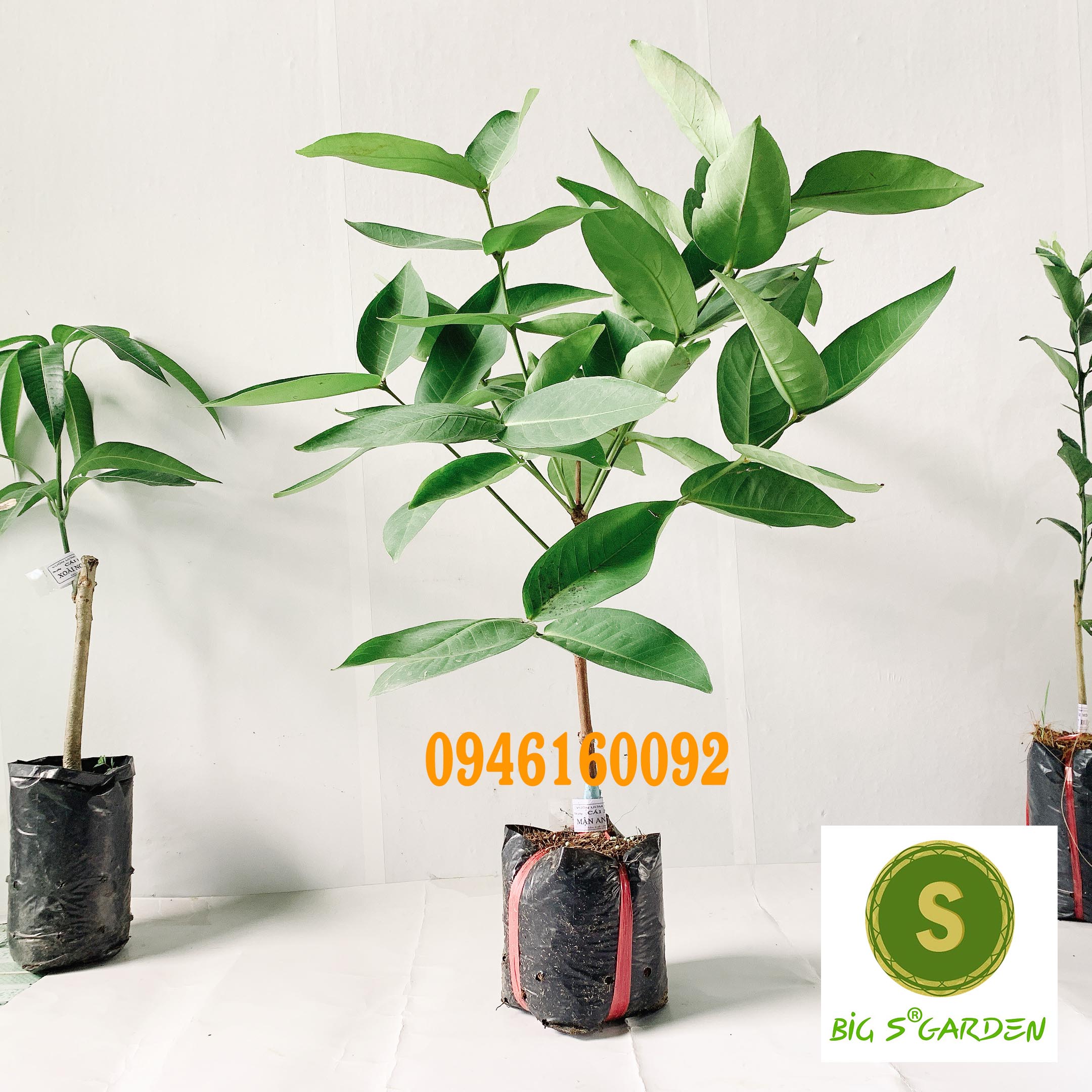 Cây Giống Mận đỏ An Phước
