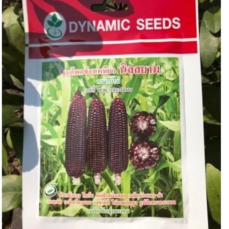 Hạt giống ngô/bắp tím nữ hoàng nhập thái lan nguyên gói 20gr ~ 70 hạt