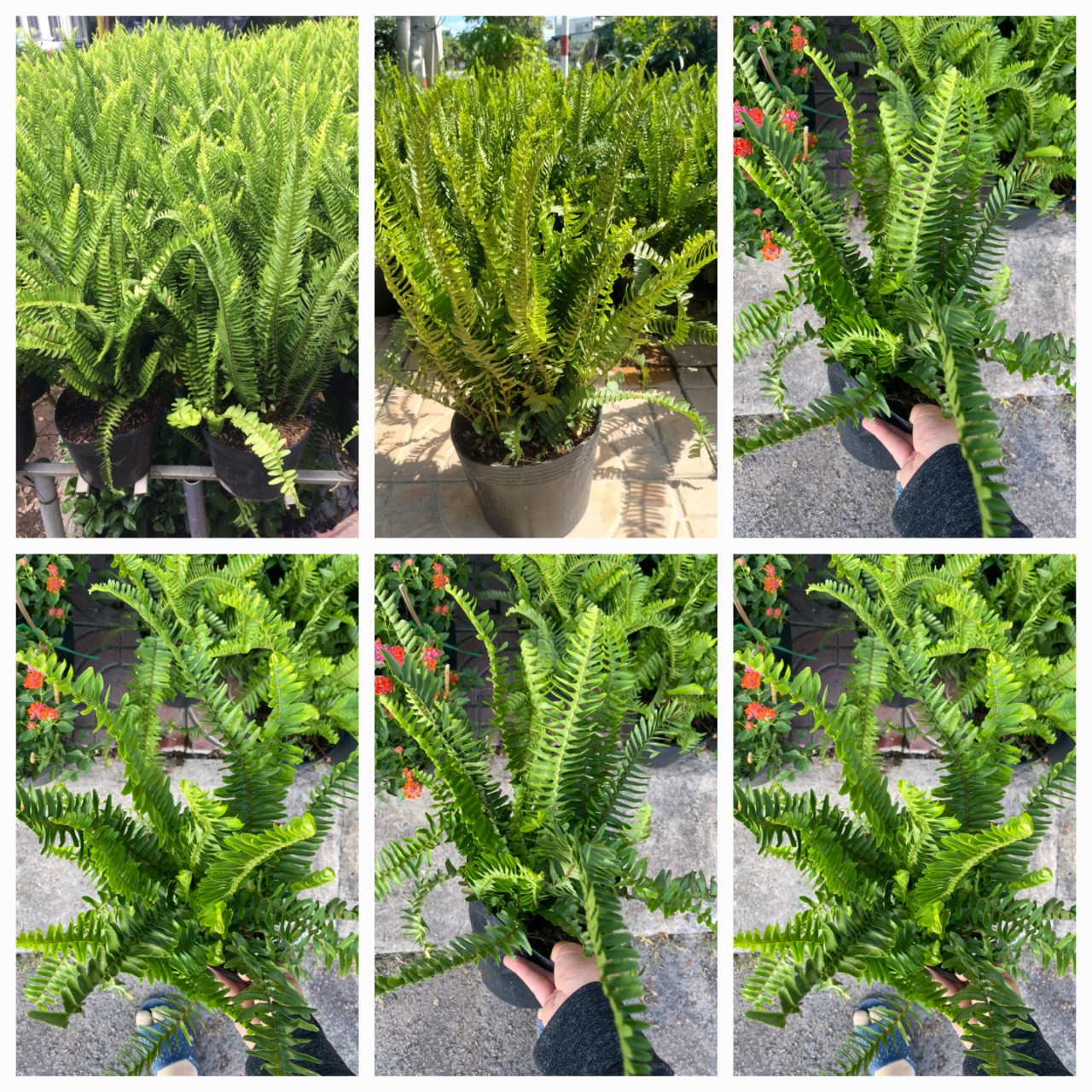 Cây dương xỉ lá me nhỏ bụi to siêu rẻ Minh Hân Garden