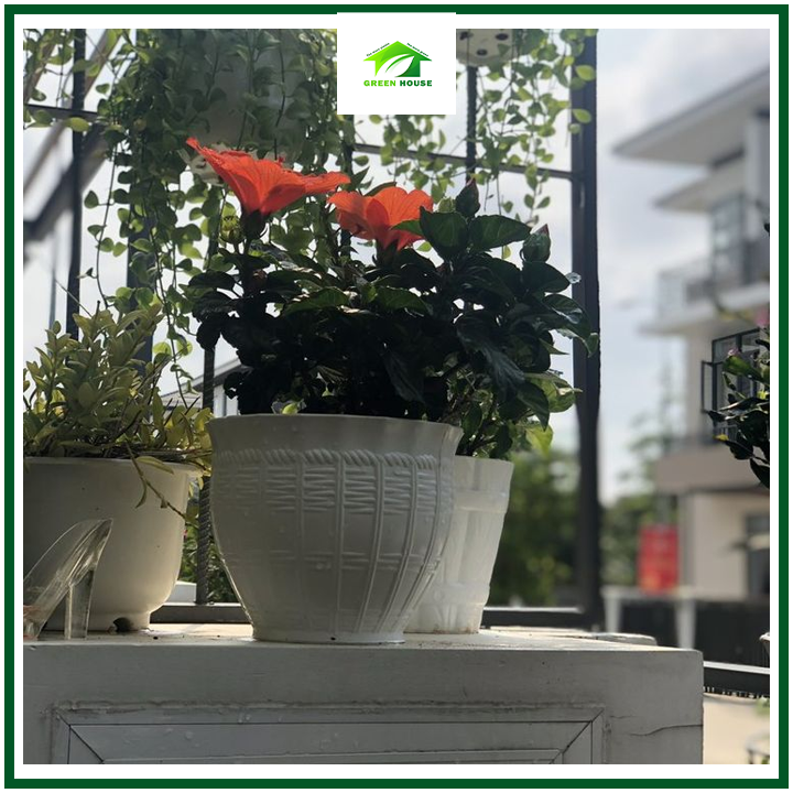 Chậu cây cảnh mây đan bầu nhựa PP trắng 2 tấc 1 bộ 2 cái