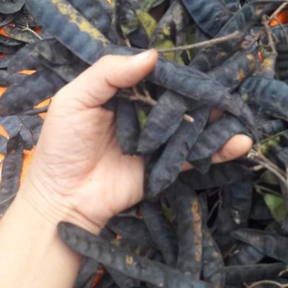 200g quả bồ kết khô loại đẹp