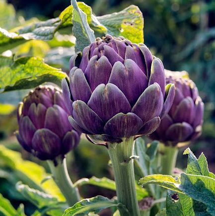 Hạt Giống Atiso Đà Lạt Bông Tím 2gr