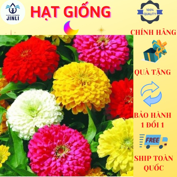50 hạt giống hoa cúc ngũ sắc jl24