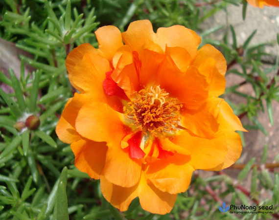 [HCM]Hạt Giống Hoa Mười Giờ Mỹ Kép Cam -Portulaca grandiflora -gói 50 hạt và gói 890 hạt 01g