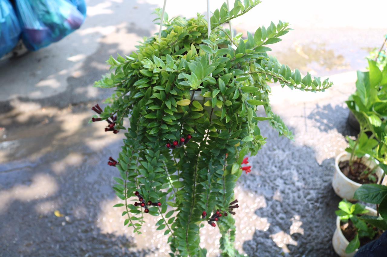 Chậu treo dây Son Môi