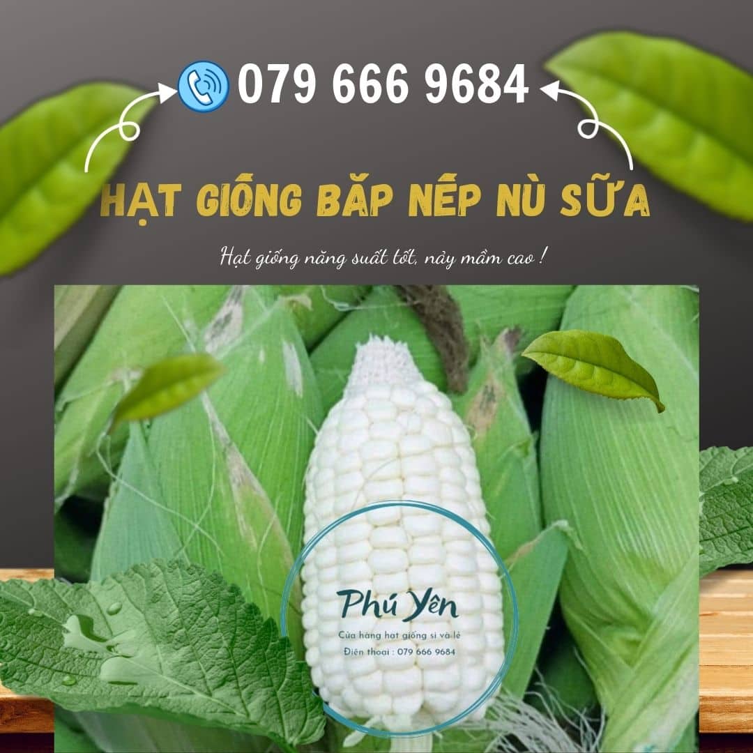 Hạt giống bắp nếp nù sữa gói 1 kg