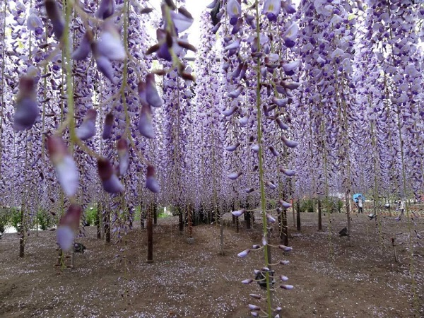 combo 5 hạt giống hoa tử đằng tím nhật bản , hàng loại 1