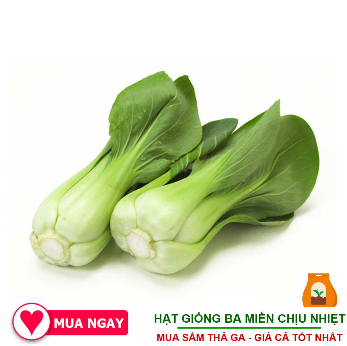 20 Gram - Hạt Giống Cải Thìa Thượng Hải