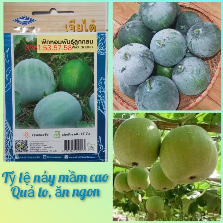 70 Hạt giống bí đao hương tròn Thái Lan