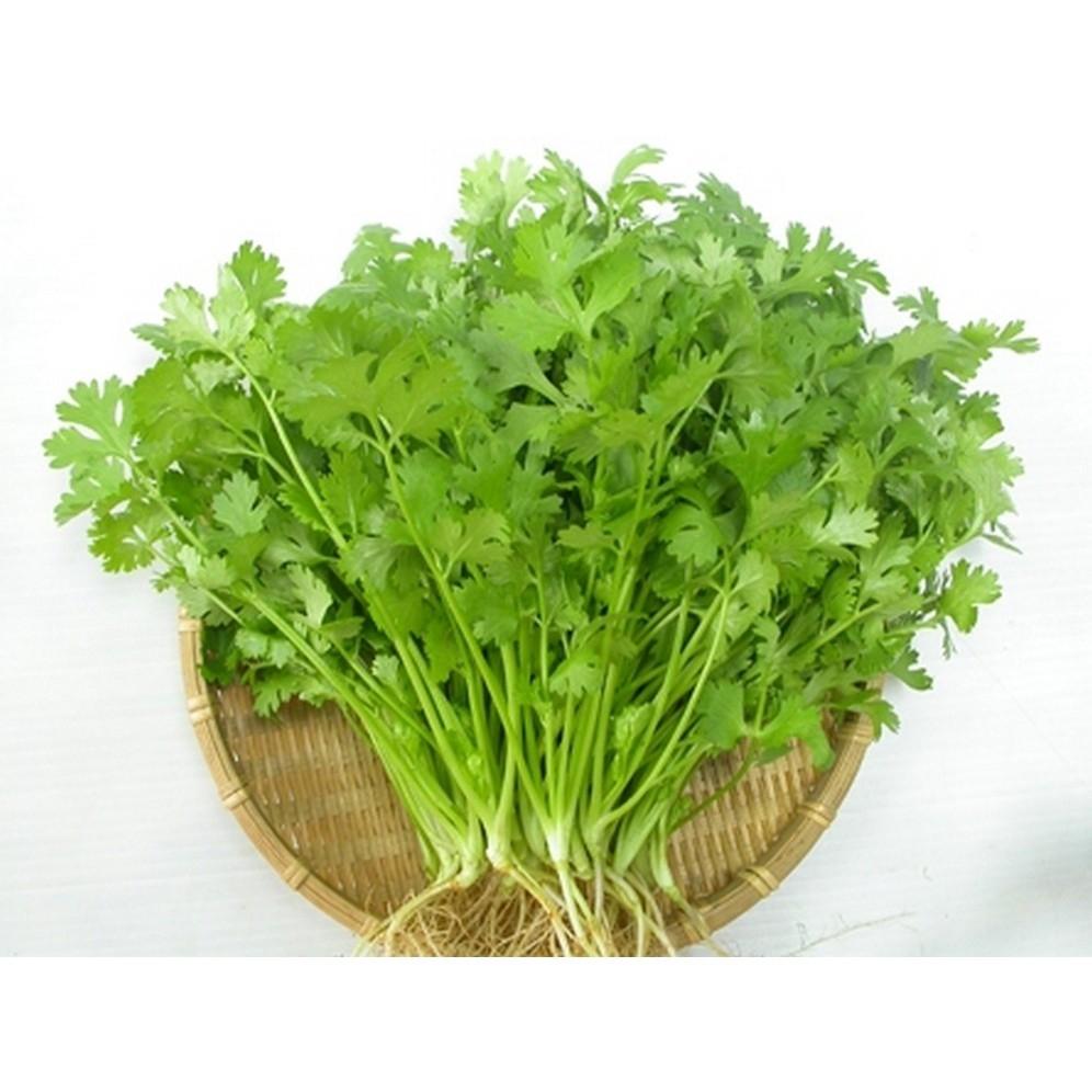 Hạt Giống Ngò Rí Rau Mùi (20gr) Thơm ngon dễ trồng, năng suất cao