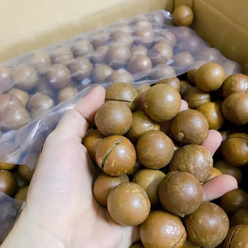400gr macca Đăk Lăk sấy nứt vỏ size nhỏ xưởng nhà làm tặng kèm dụng cụ tách vỏ
