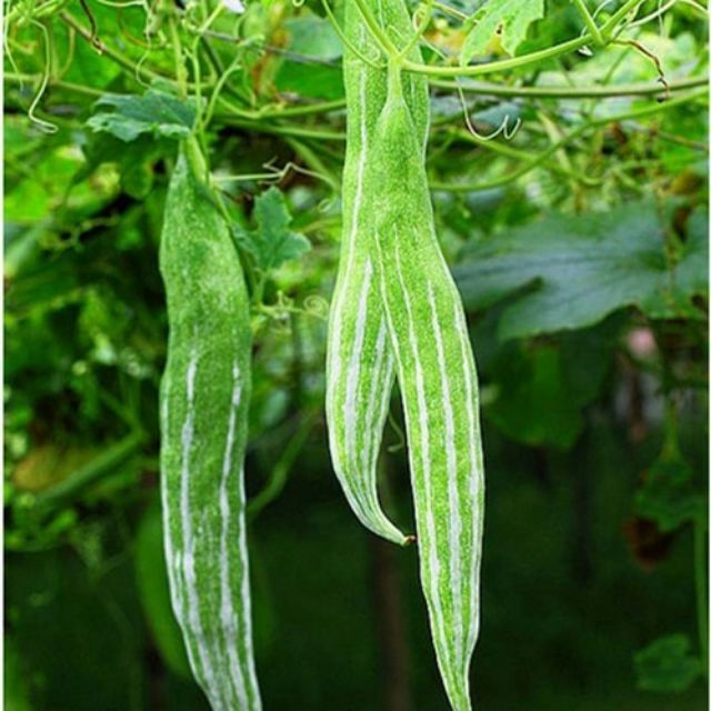 10 Hạt giống quả lặc lè sai quả