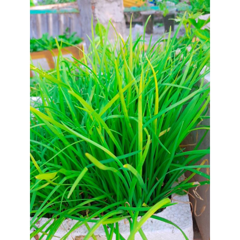 Cây hẹ ta, hẹ lá nhỏ, hẹ sẻ miền trung