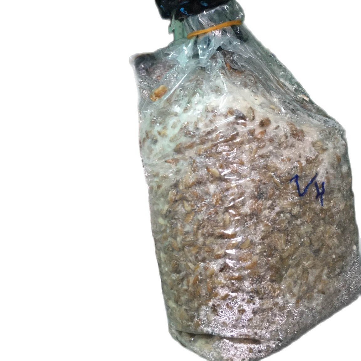 Meo giống nấm rơm combo 2 bịch [cơ chấc bằng thóc]