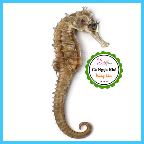 Cá ngựa khô vũng tàu do tàu cá nhà mình đánh bắt ở vùng biển côn đảo