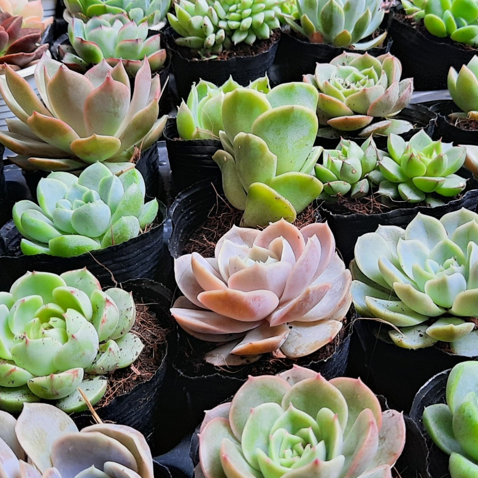 10 Cây Sen Đá Hàng Tuyển Đẹp