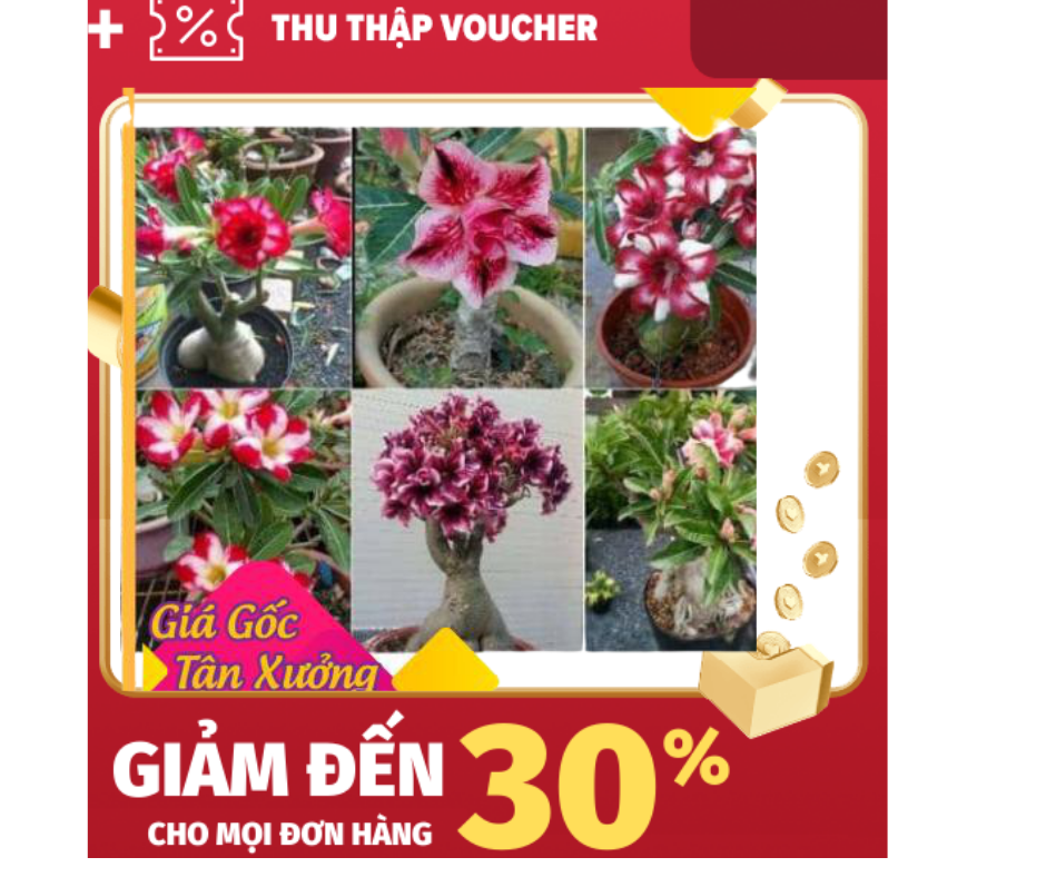 [HCM]Khu Vườn Hạt Giống Hoa Sứ Kép Mix Màu Aconda-Somalen-Kim Tử Tháp-Cánh Kép Màu Lai .