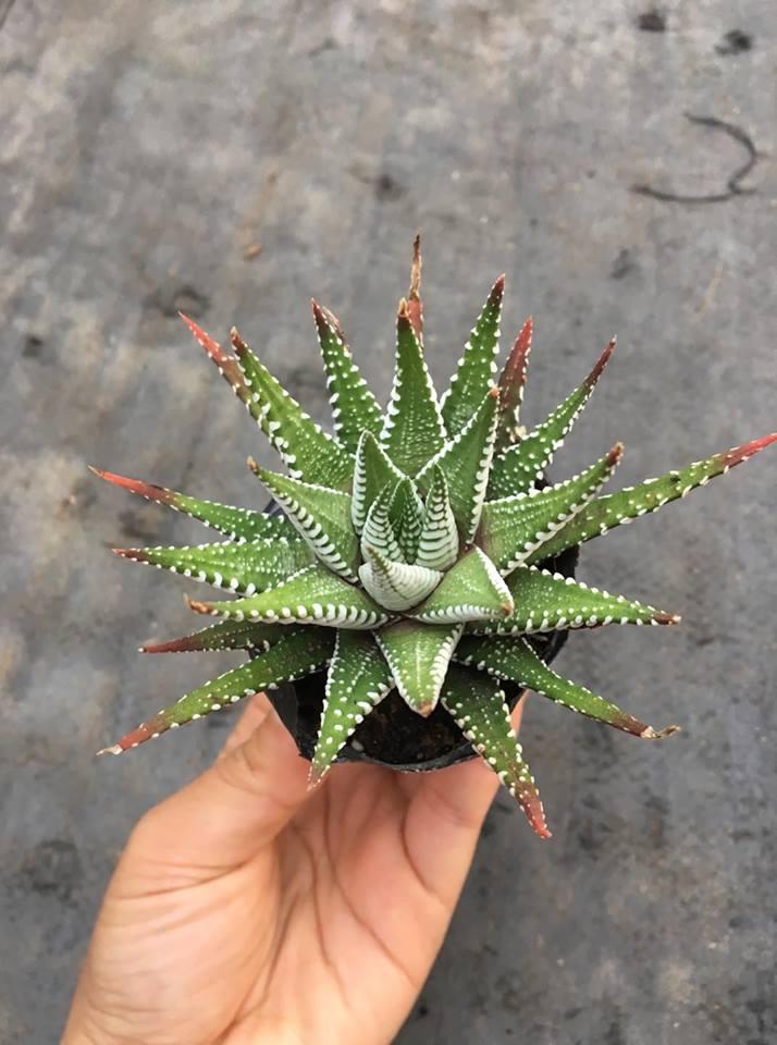 Sen Đá MR Size Trung Sắp Hoa