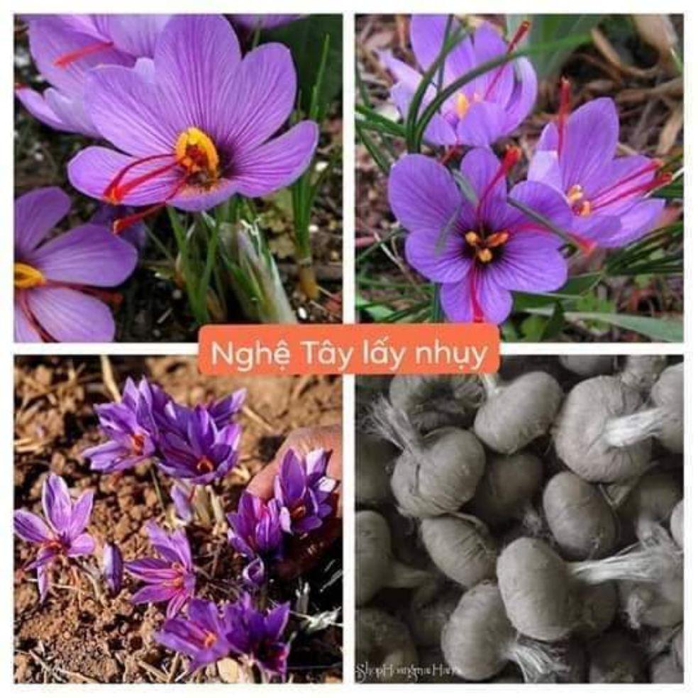 Củ giống hoa nghệ tây lấy nhụy,chơi hoa