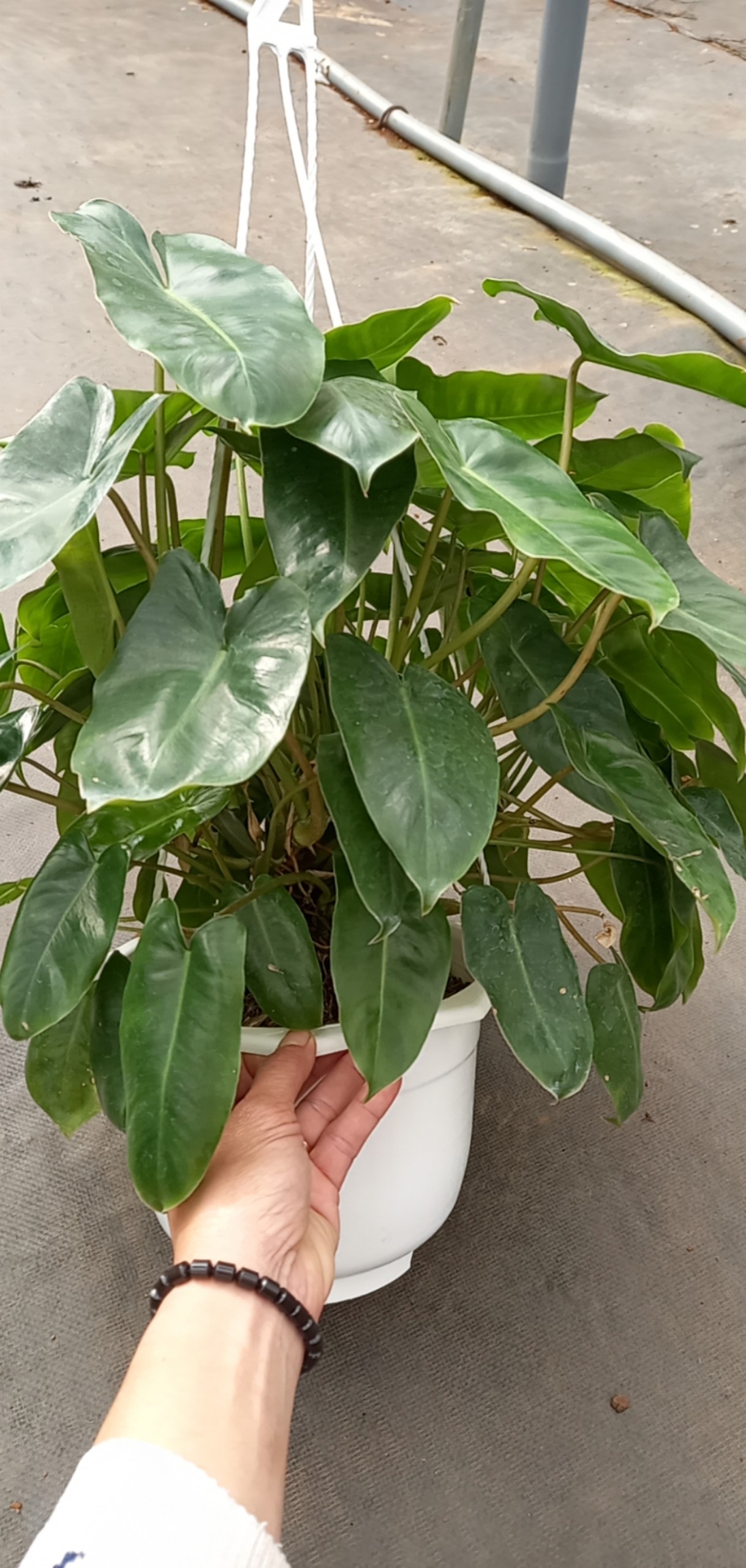 Trầu bà tỷ phú chậu treo -Epipremnum aureum.