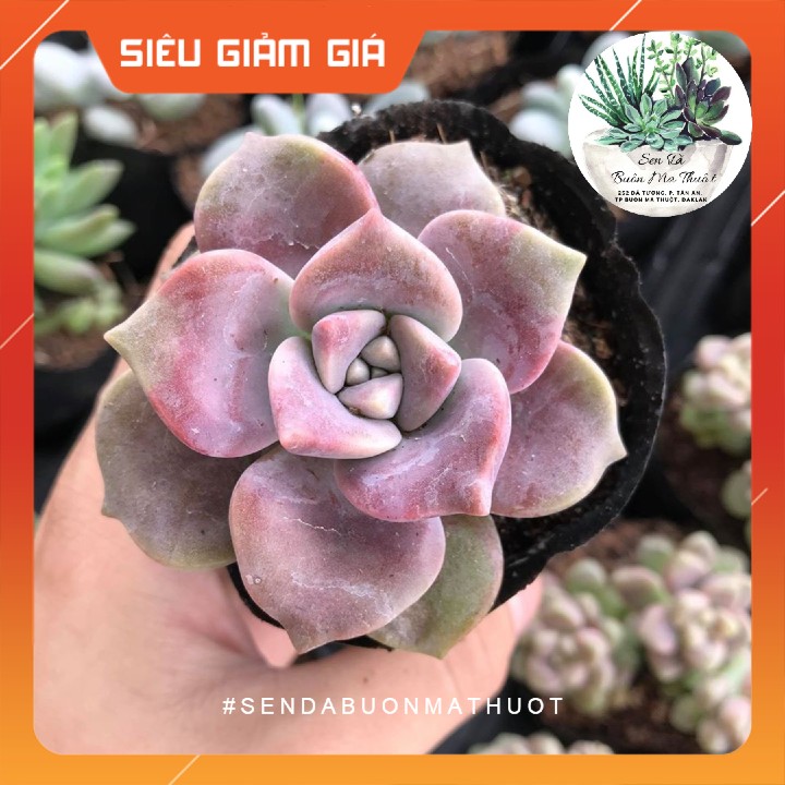 Sen đá hồng mập ❤️❤️ - sen đá buôn ma thuột - bmt garden lỗi 1 đổi 1