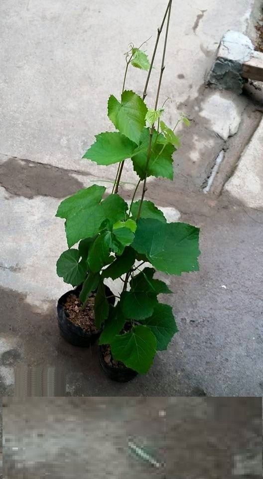 Cây nho leo pháp, nho lùn pháp - cam kết giông chuẩn cam kết chất lượng cam kết chất lượng