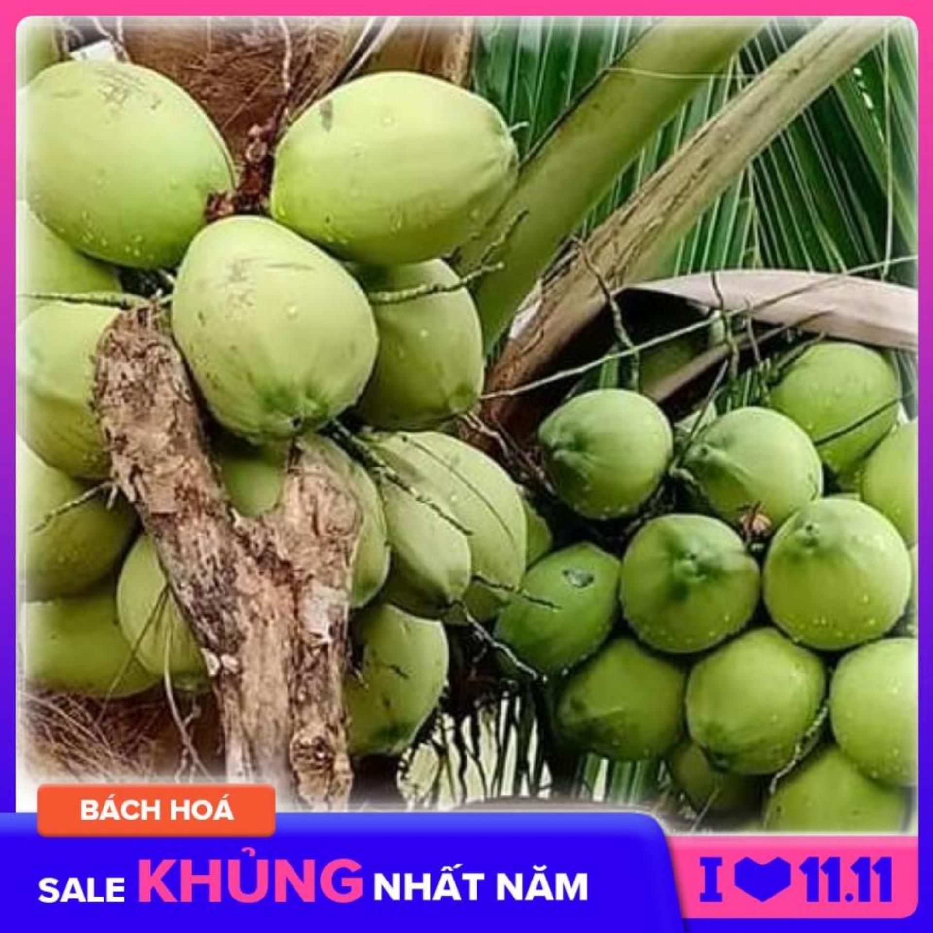 Combo 05 Cây Giống Dừa Sáp kèm thuốc xịt dưỡng