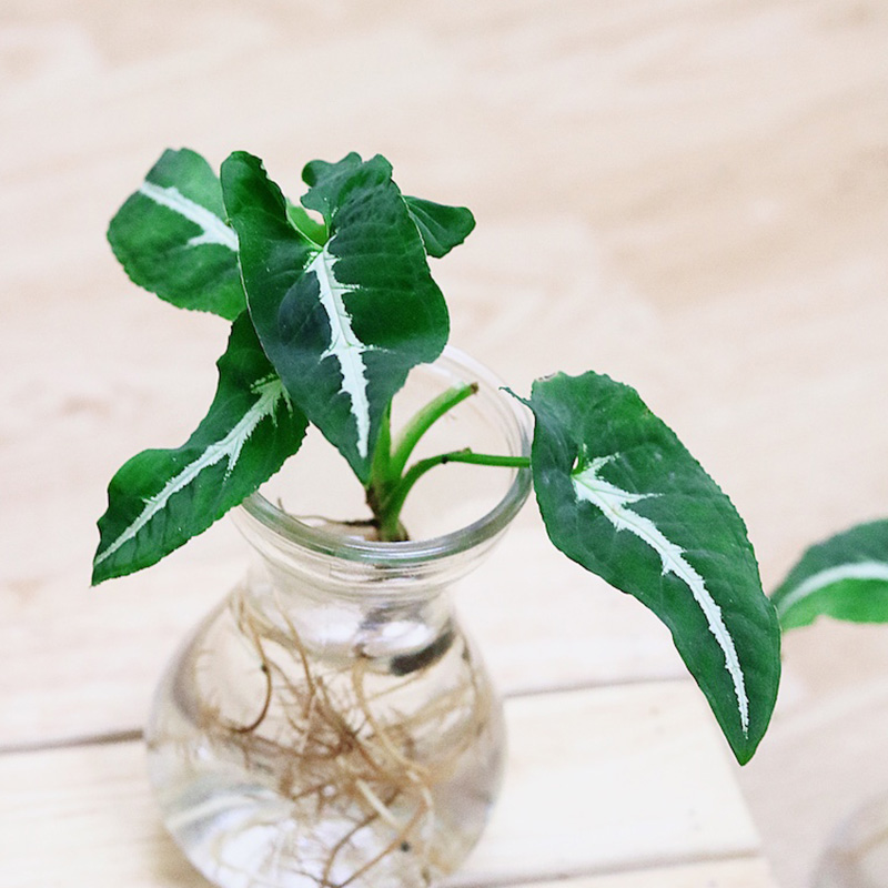 Chậu cây Syngonium wendlandii (Trầu Bà Nhung Sọc Trắng) thuỷ sinh (rễ cây 100% là rễ nước) - chậu gốc thủy sinh