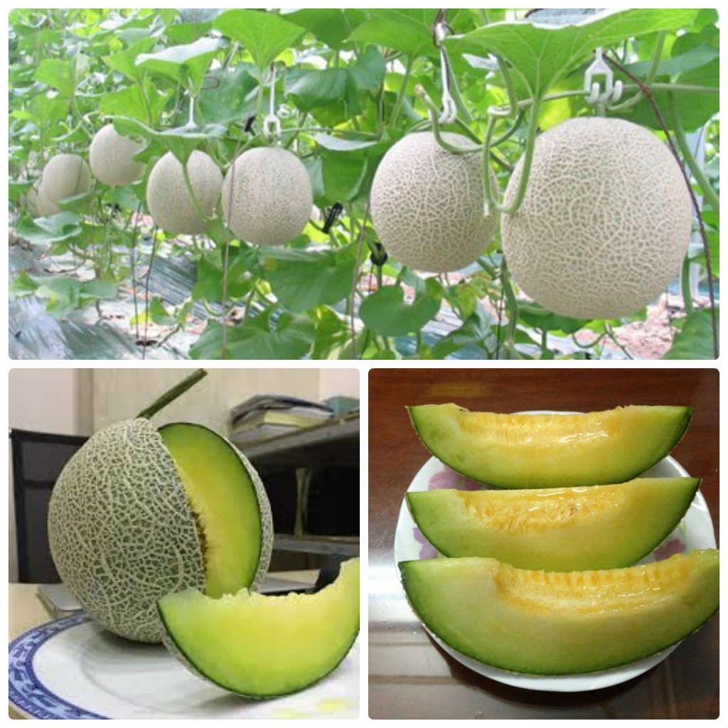 Hạt Giống Dưa Lưới Ruột Xanh Lai F1 Gói 10 Hạt - RADO 173