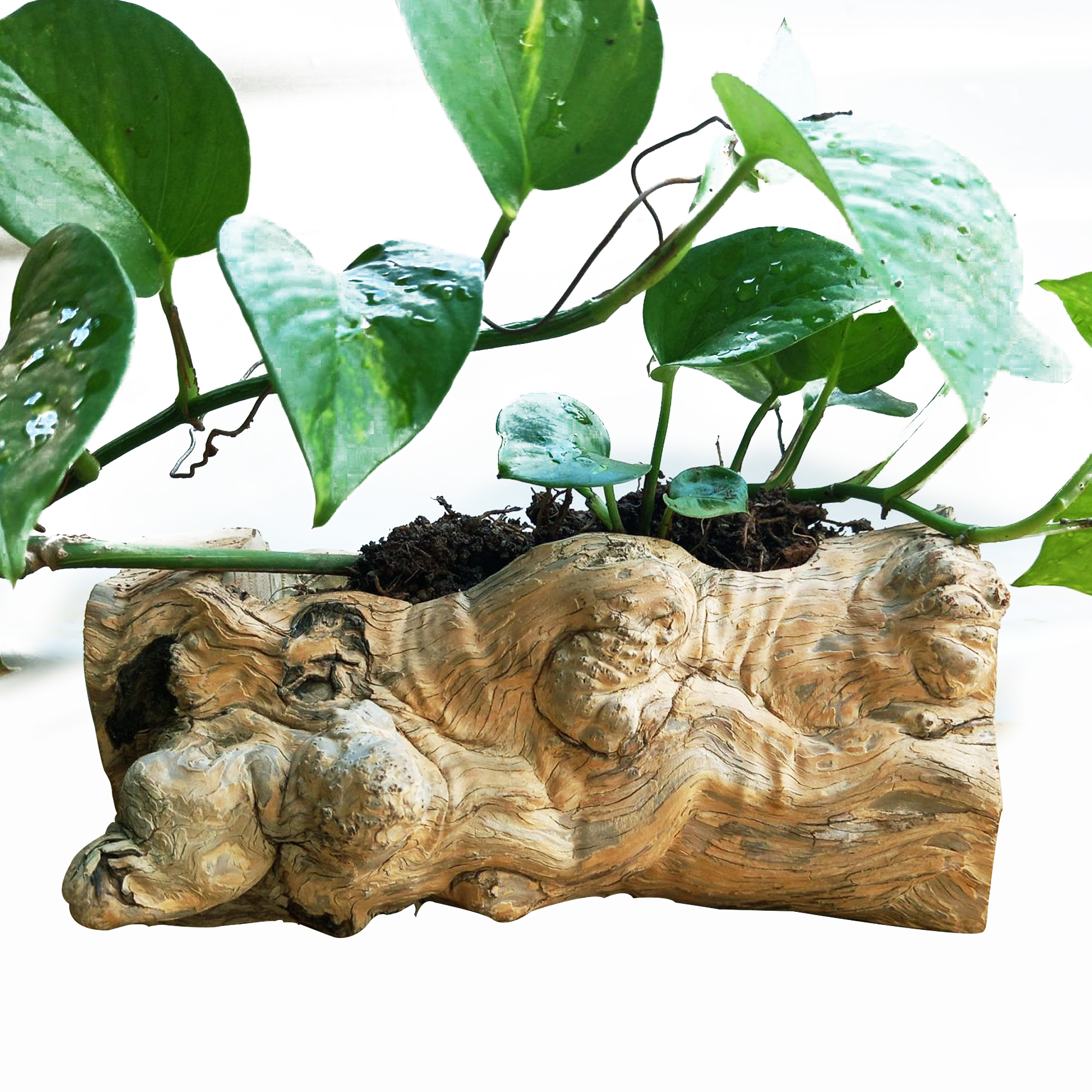 Chậu Hoa Trồng Cây Gỗ Nu Lũa Tự Nhiên Chuyên Trang Trí Nhà Cửa, Phòng Khách, Phòng Ngủ, Phòng Ăn Cao Cấp