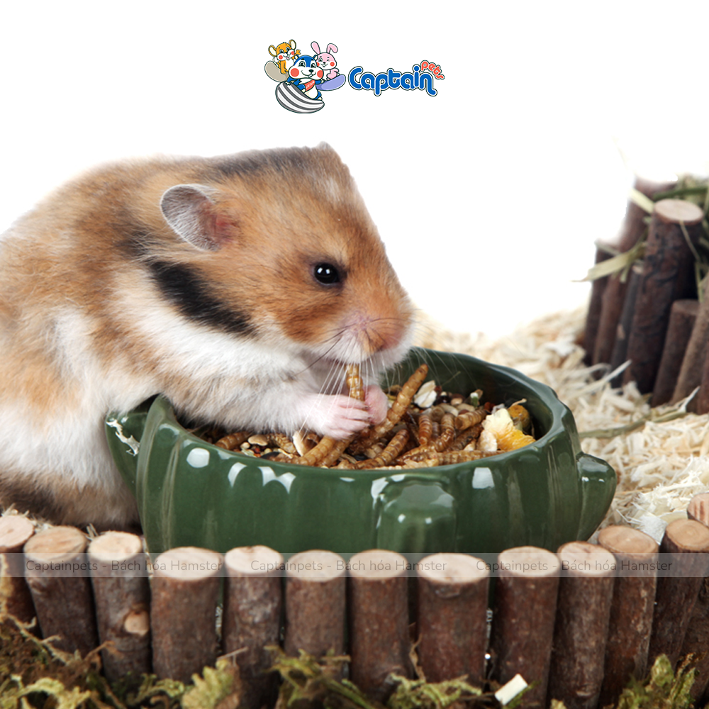 Sâu rang vỗ béo cho Hamster - Bách hóa Hamster