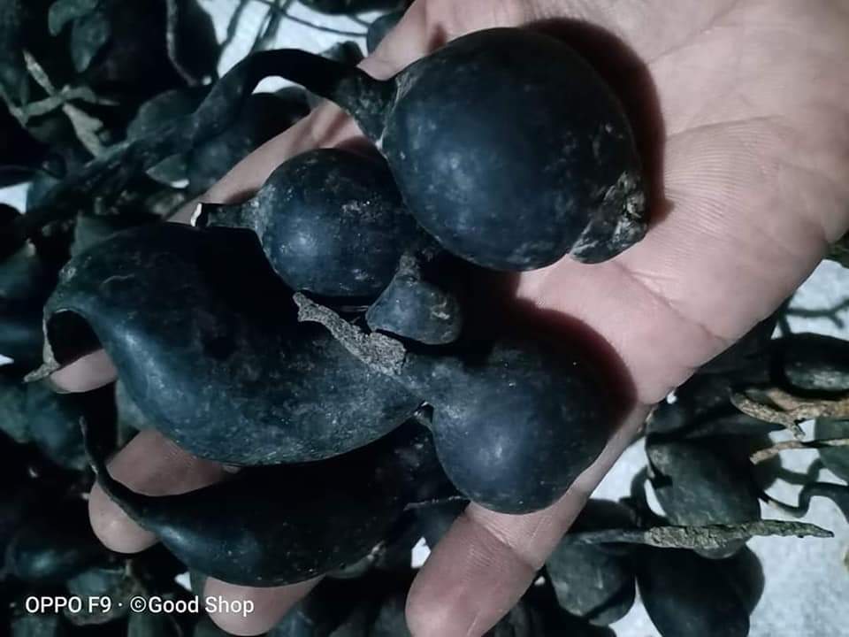 Sâm ô linh rừng tây nguyên đây cả nhà ơi mại dô mại dooooo