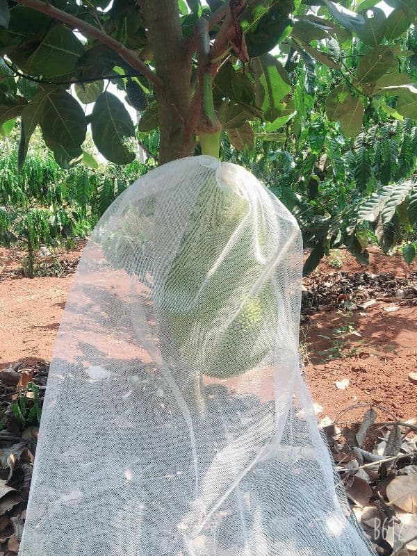 [50*70cm] 100 CÁI TÚI BAO,BỌC TRÁI MÍT THÁI LOẠI TỐT kích thước 50*70 -TÚI BAO,BỌC TRÁI CÂY