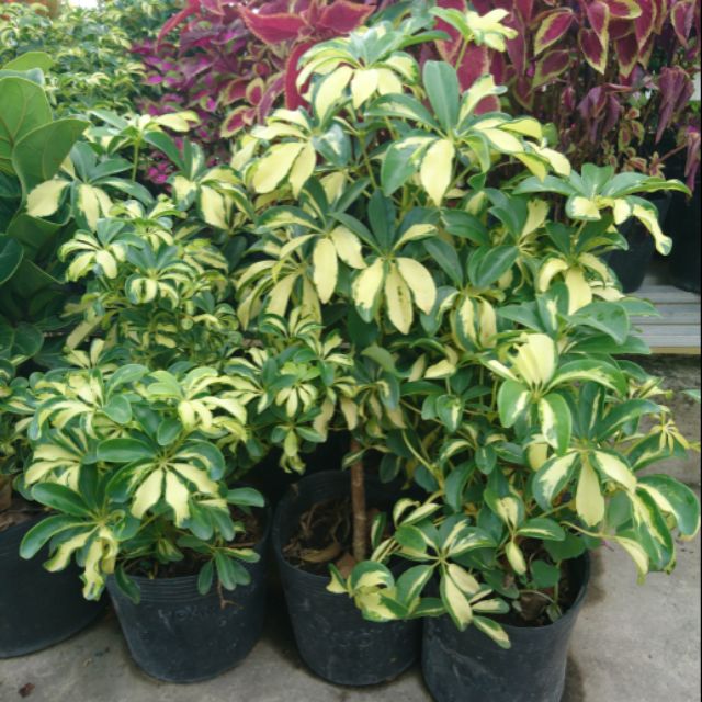 Cây ngũ gia bì cẩm thạch, cam kết hàng đúng mô tả, chất lượng đảm bảo an toàn đến sức khỏe người sử dụng, đa dạng mẫu mã, màu sắc, kích cỡ