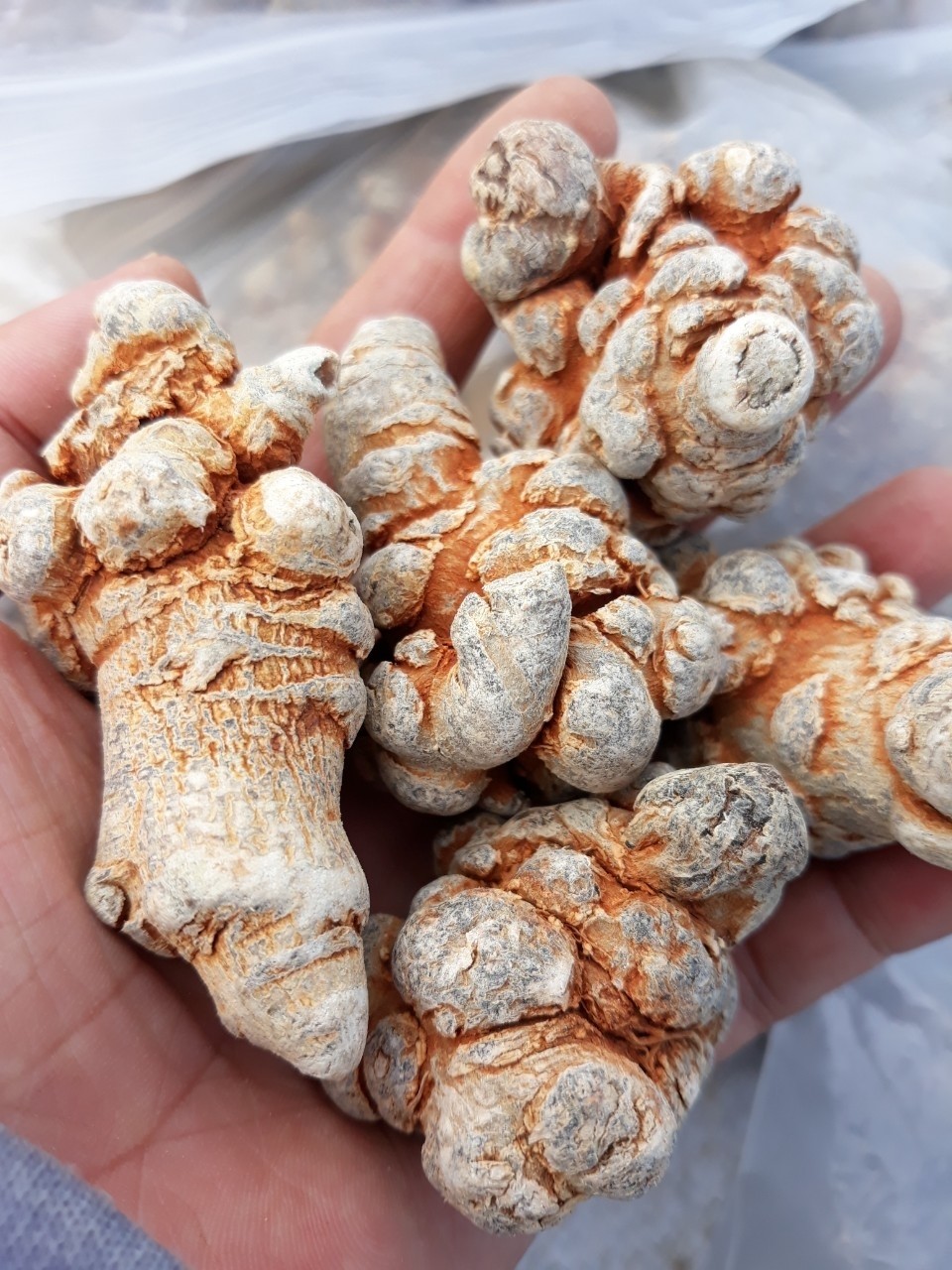 1KG CỦ TAM THẤT BẮC ( LOẠI 7 - 8 CỦ)