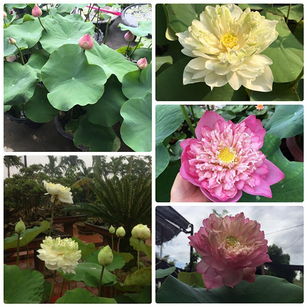 Hạt giống Sen Bách diệp trăm cánh Thái Lan super lotus