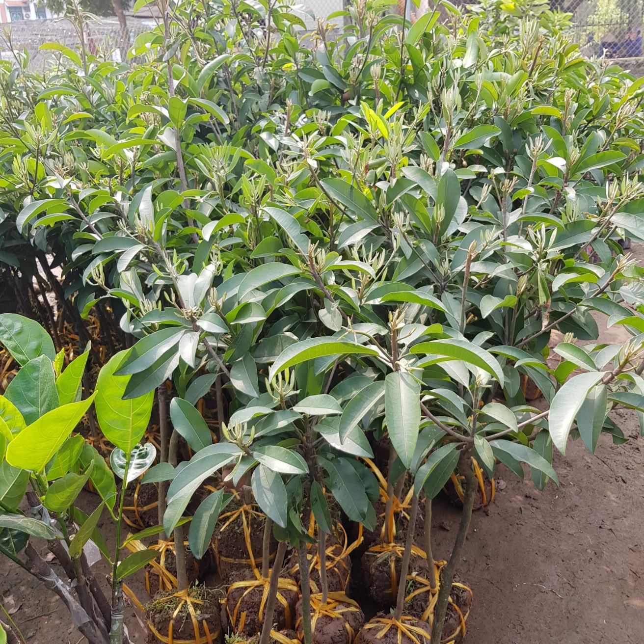 Combo 10 cây hồng xiêm xoài