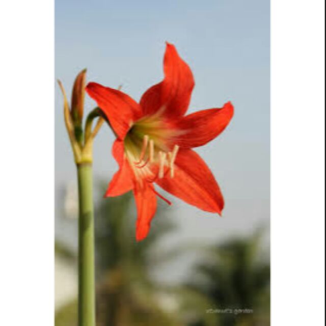 Củ lan huệ nắng mai củ to ạ